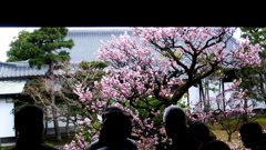きれいにぴんく