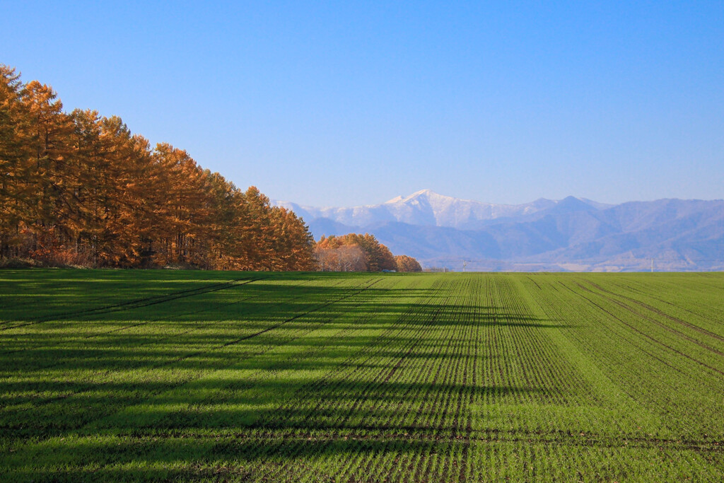 あきまき　こむぎ