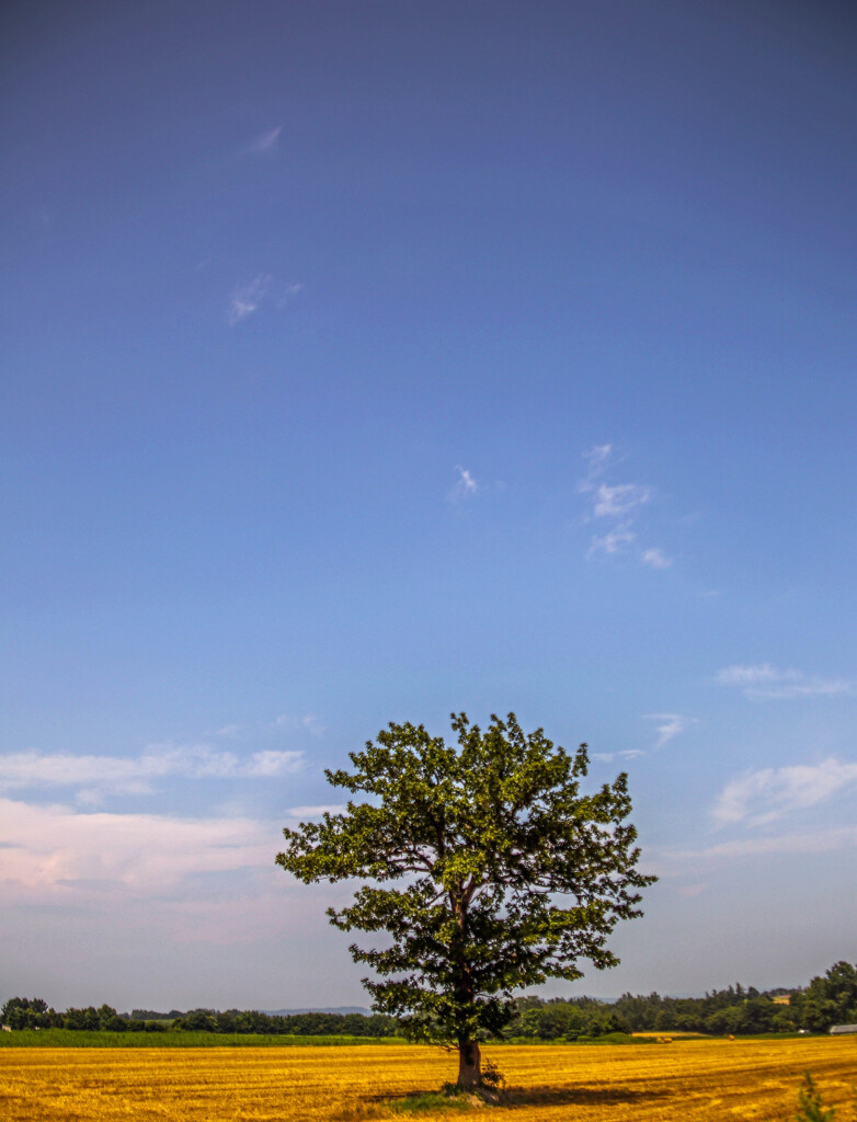 あすは　おおあめ