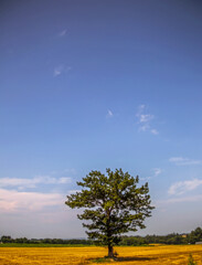 あすは　おおあめ