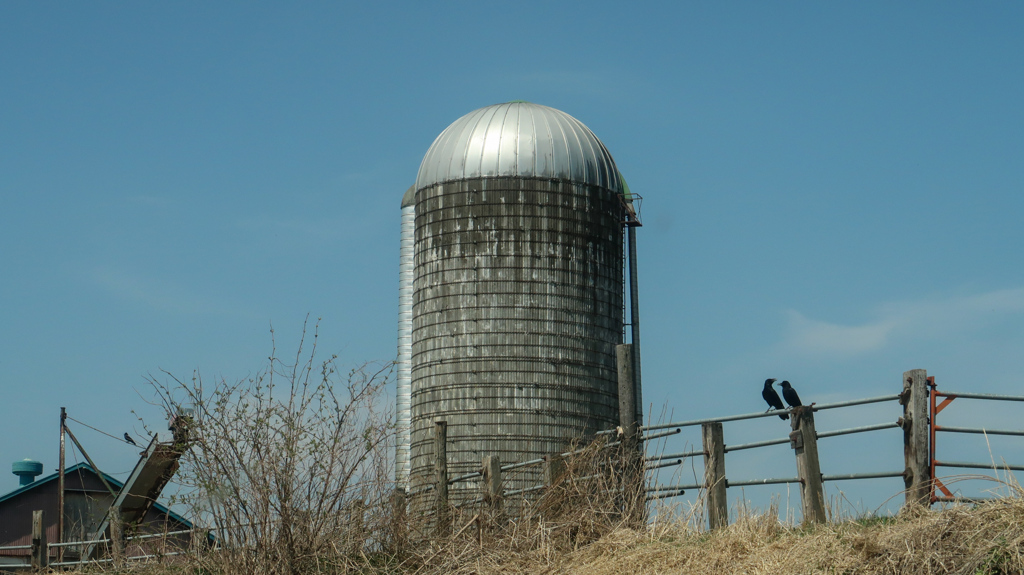からす　が　わらう