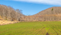 みどり　の　あーと