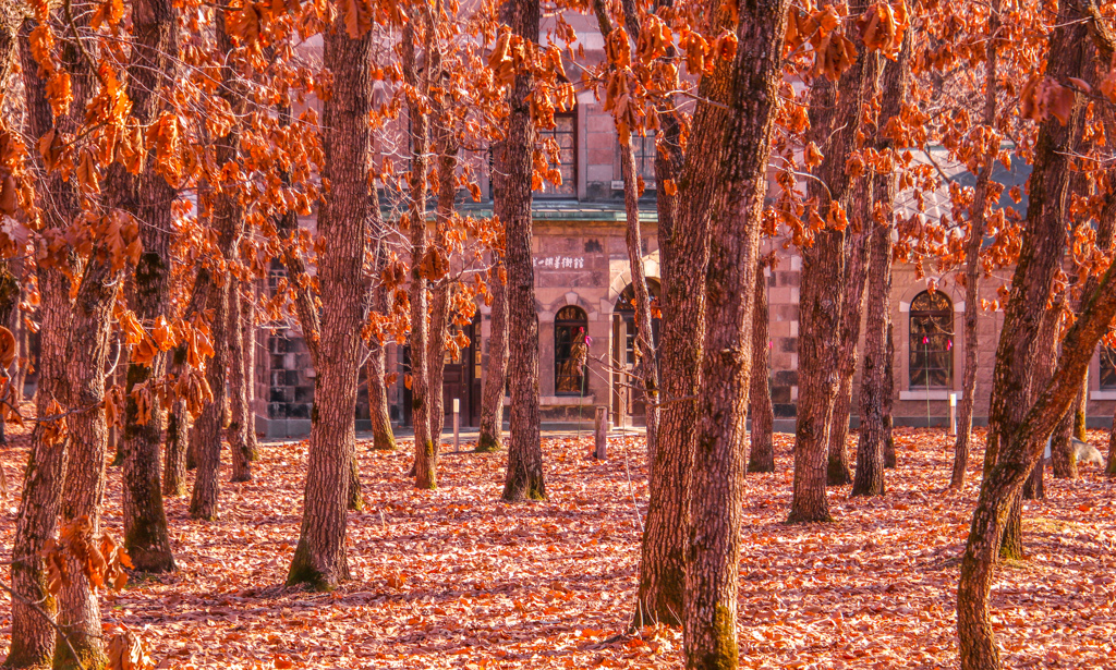 ふゆ　を　むかえて