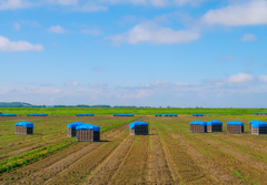 じゃがいも　の　しゅうかく