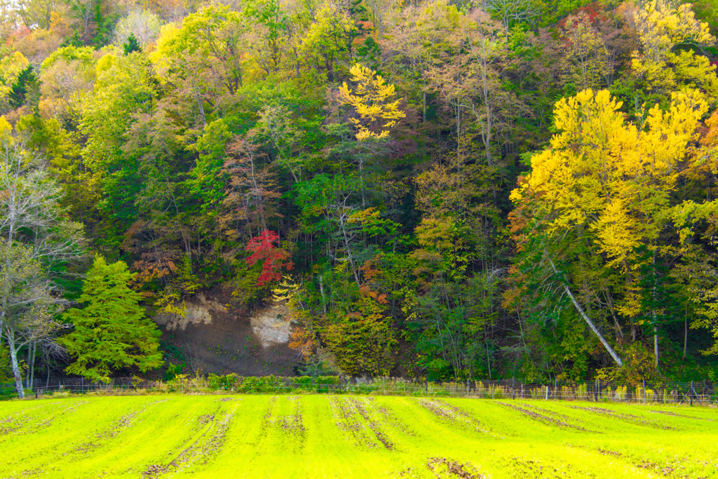 ちいさい　あき　みっけ