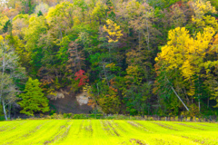 ちいさい　あき　みっけ