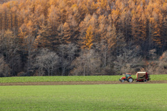 おうごんの　あき