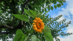 つかれた　ひまわり