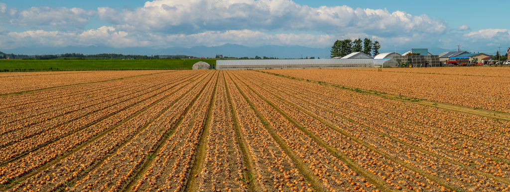 たまねぎ　ばたけ