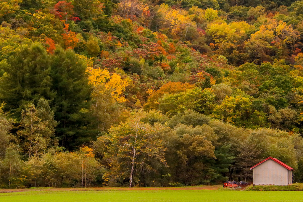 いろずきました。