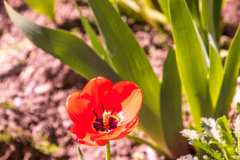 にわ　に　はる