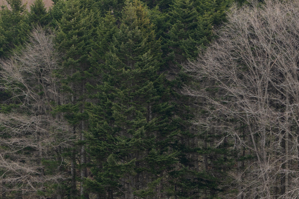 なにげない　ふうけい