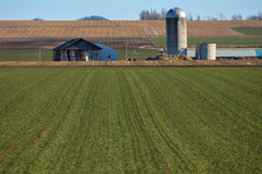 ふゆ　の　はたけ