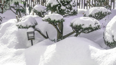 けさのゆき　おもい