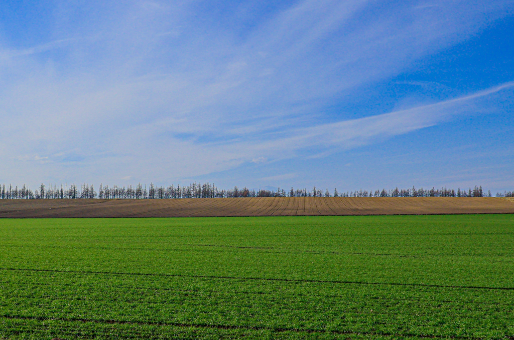 ことしも　ありがとう