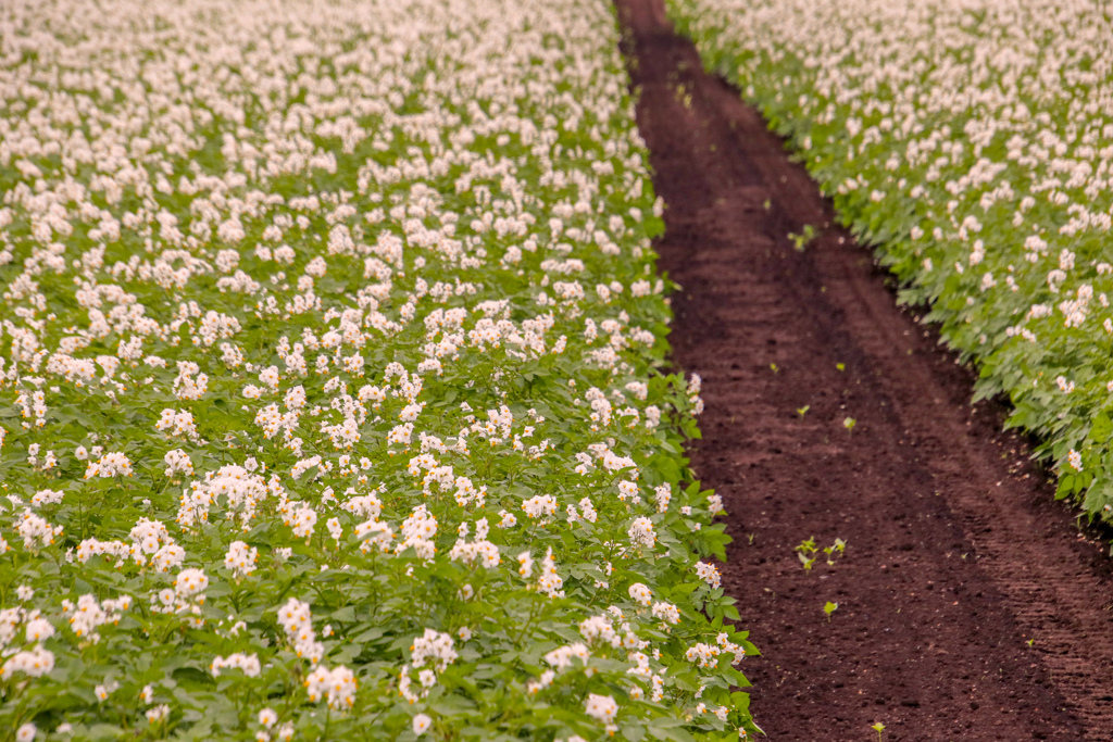 はたけの　はな