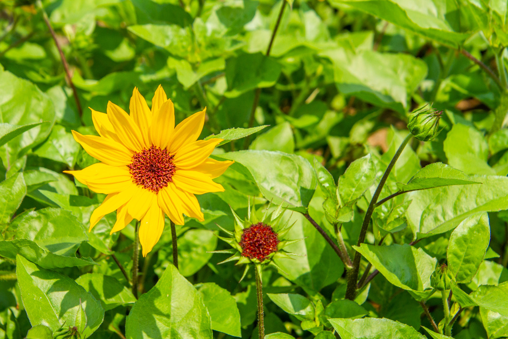 わたしは　さいた