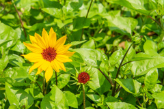 わたしは　さいた