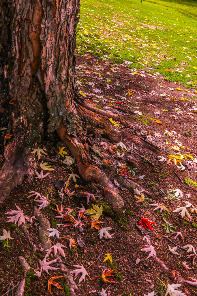 あきの　ふうけい