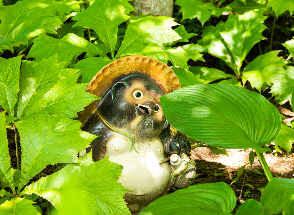 みどりの　なかの　たぬき　