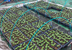 かぼちゃ　の　なえ