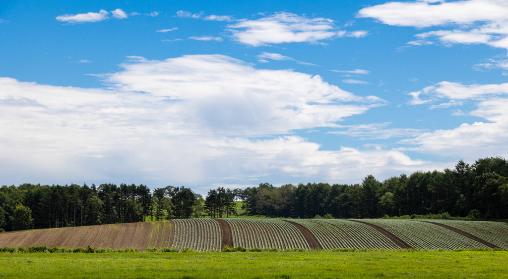 はれ　のち　くもり