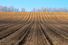 つちから　はじまる