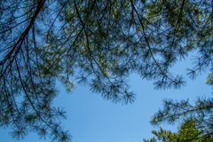 もりの　こうえん