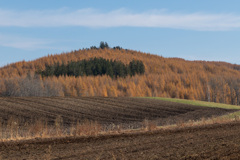 おうごんの　あき