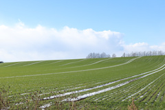 みどり　のうえに　ゆき
