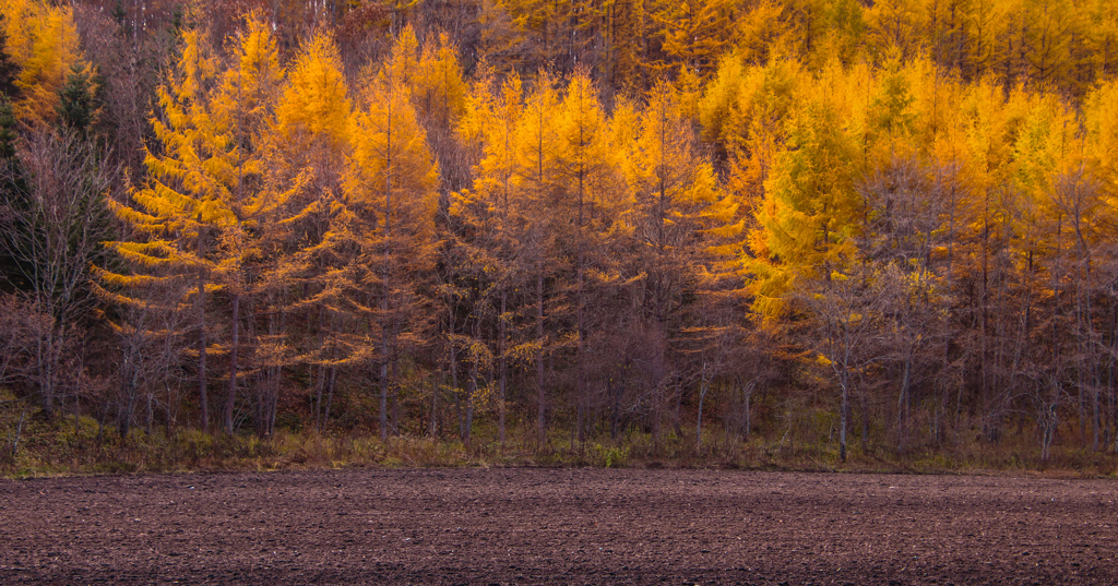 さいごの　あきいろ