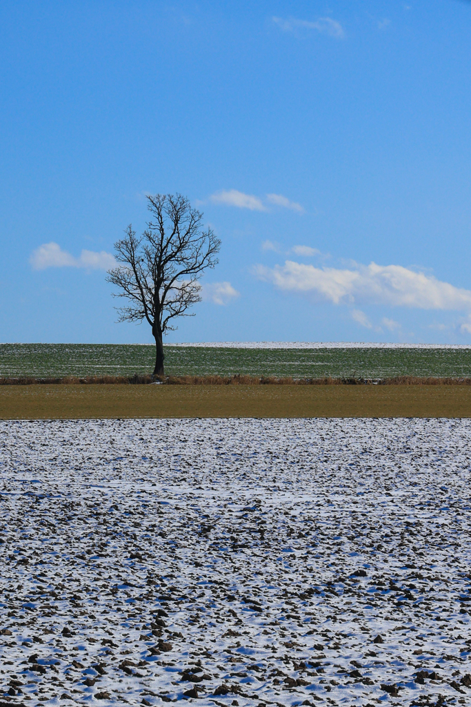 うっすら　ふりました