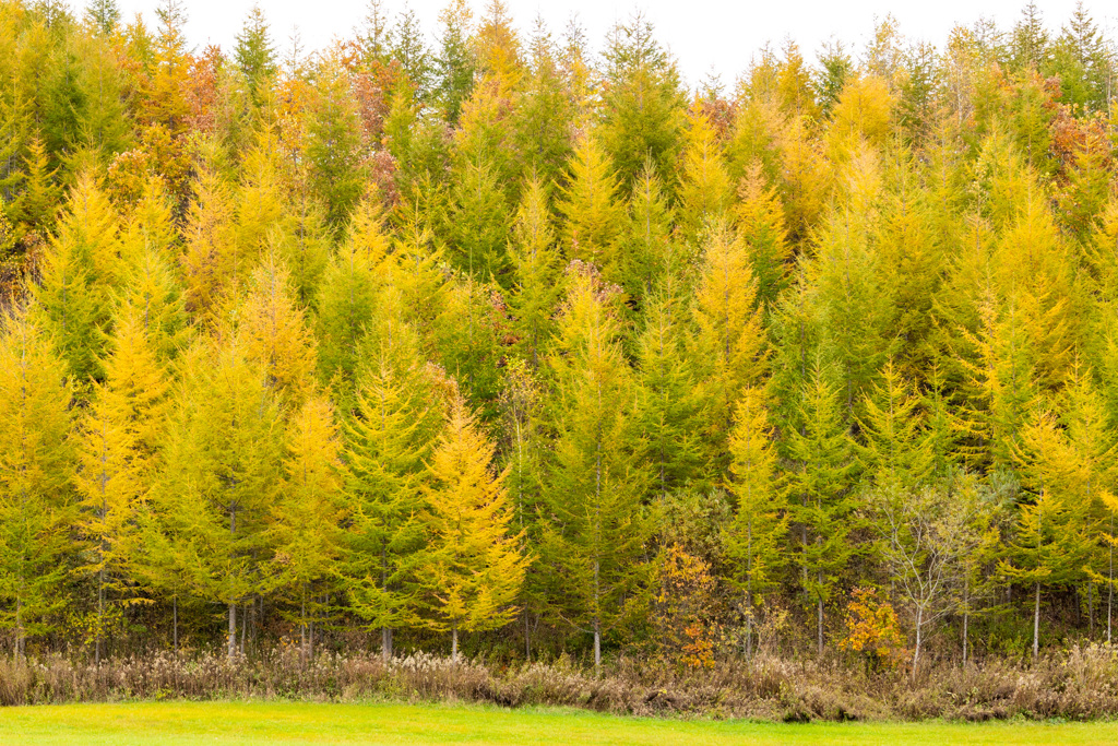 おうごんに　かがやく
