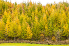 おうごんに　かがやく