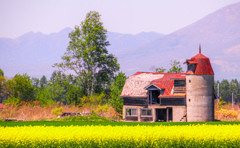 きいろく　さいた