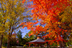 ちいさい　あき　みっけ