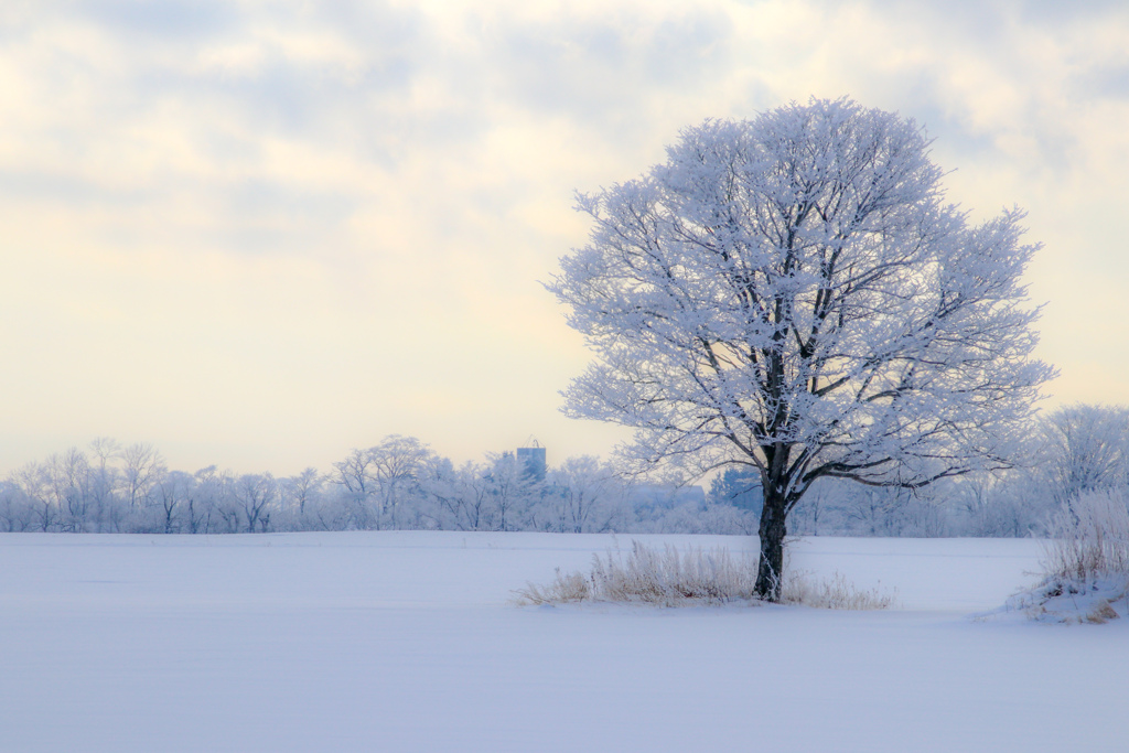 むかしの　ふゆいろ