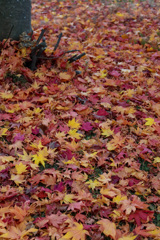 さむくなりました。