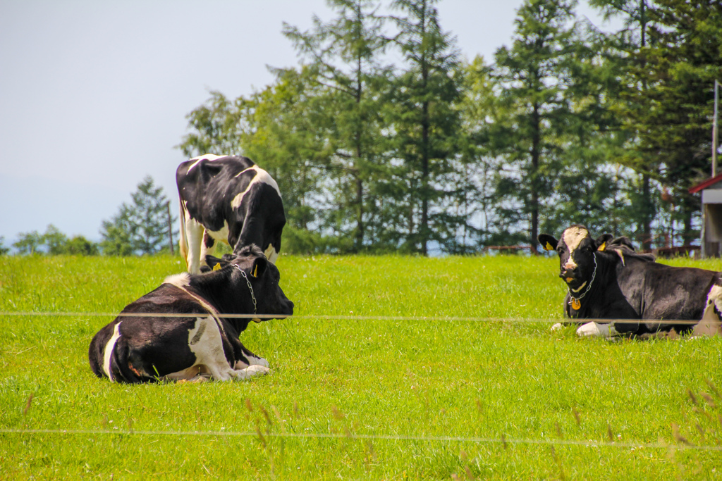 どこいく～ん？