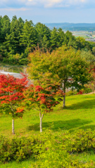 あき　の　はじまり