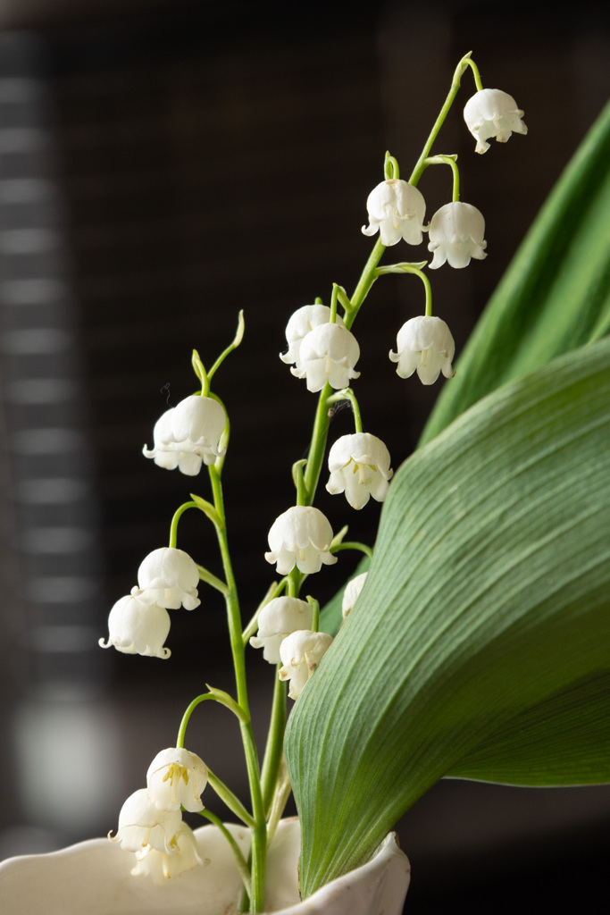 ことしも　さきました