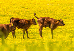 どう？　におう。