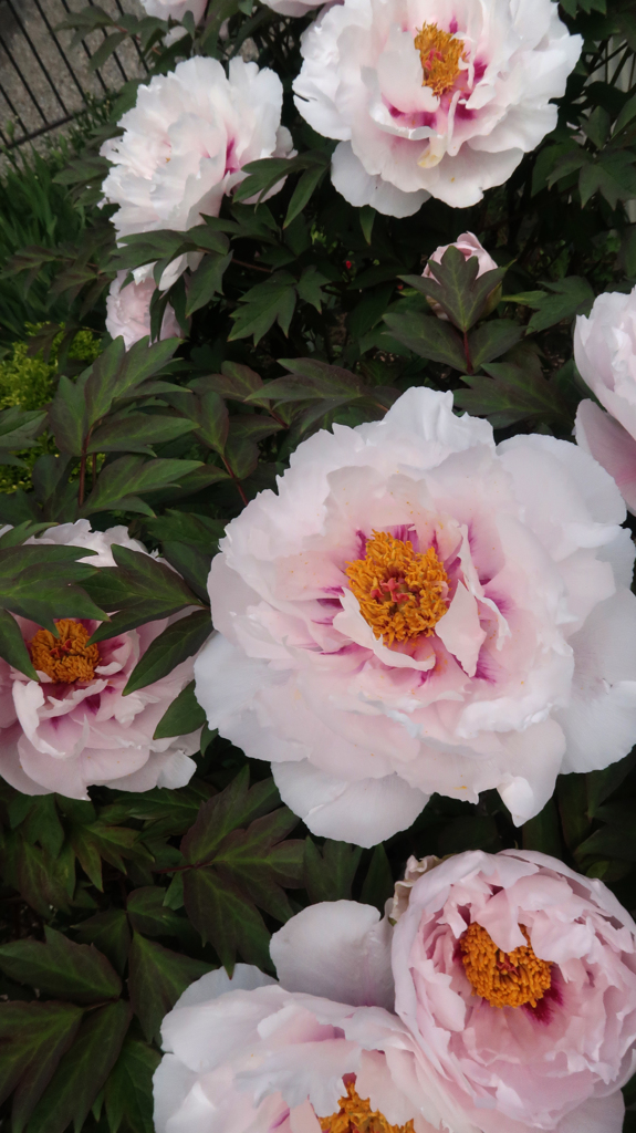 みごとに　ぼたん