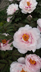 みごとに　ぼたん