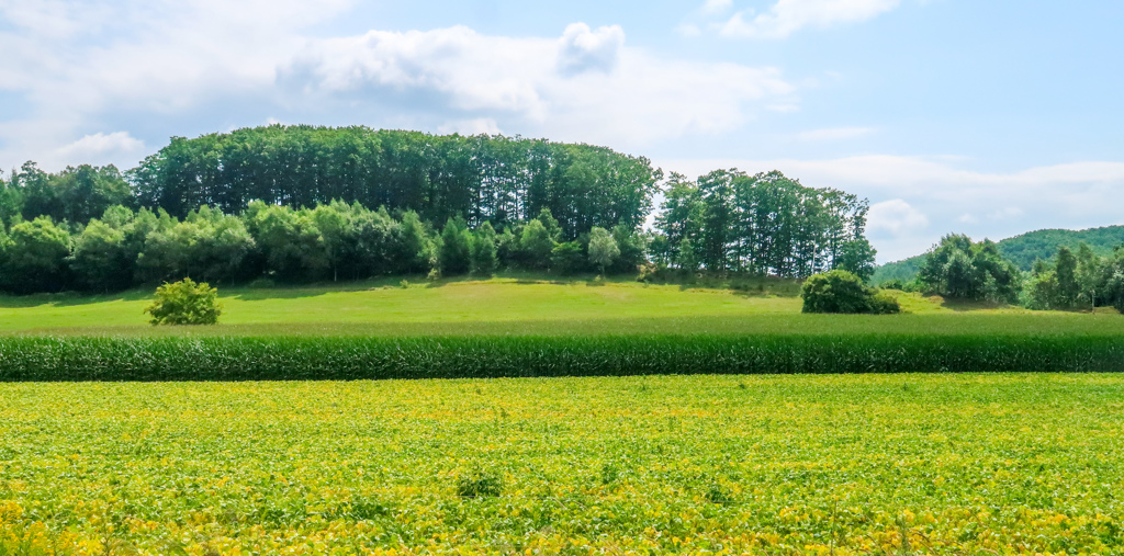 みどりが　いっぱい
