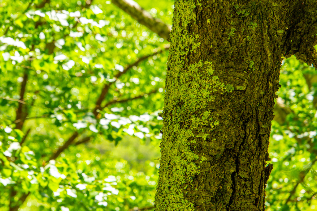 もりの　こうえん