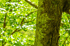 もりの　こうえん