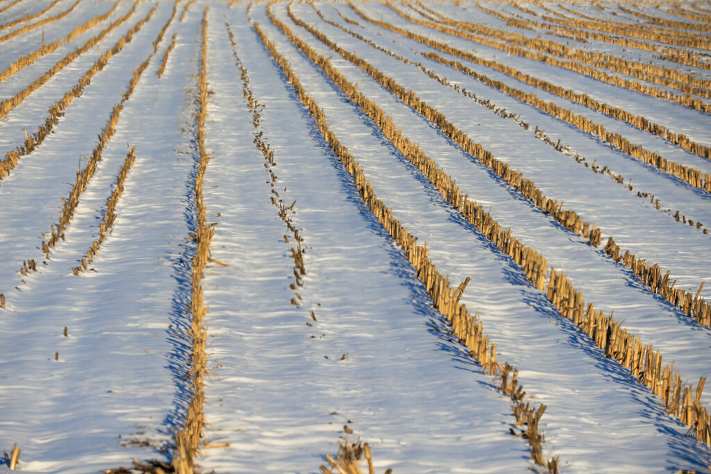 ふゆの　はたけ