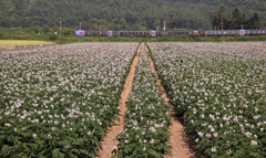 いもの　なかを　はしる