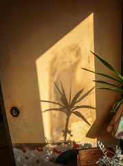 かげ　と　ひかり